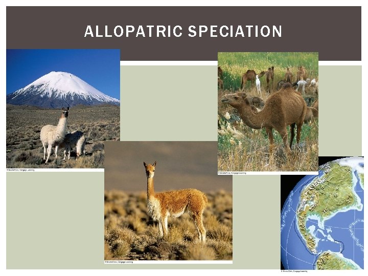 ALLOPATRIC SPECIATION 