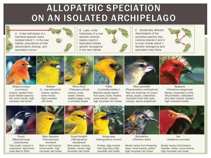 ALLOPATRIC SPECIATION ON AN ISOLATED ARCHIPELAGO 