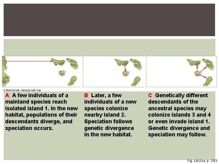 A A few individuals of a mainland species reach isolated island 1. In the