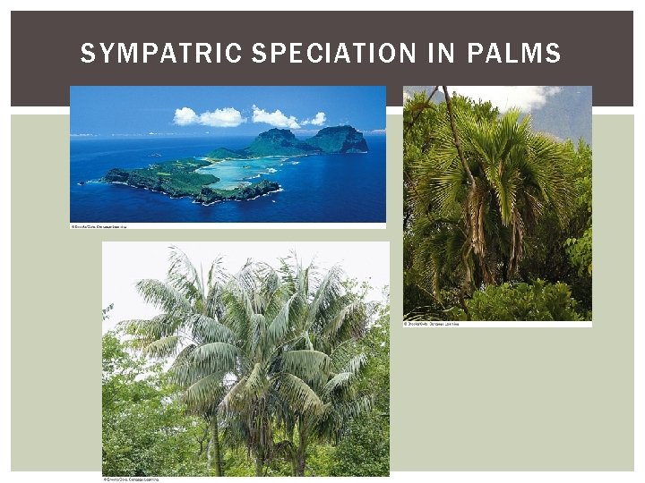 SYMPATRIC SPECIATION IN PALMS 