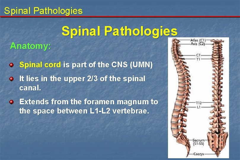 Spinal Pathologies Anatomy: Spinal cord is part of the CNS (UMN) It lies in
