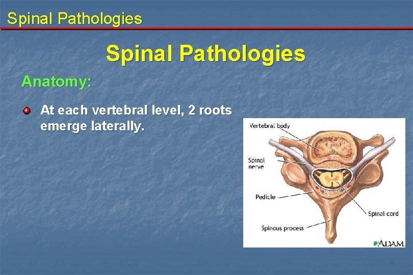 Spinal Pathologies Anatomy: At each vertebral level, 2 roots emerge laterally. 