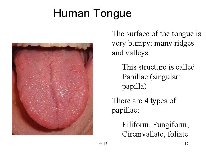 Human Tongue The surface of the tongue is very bumpy: many ridges and valleys. Human Tongue The surface of the tongue is very bumpy: many ridges and valleys.