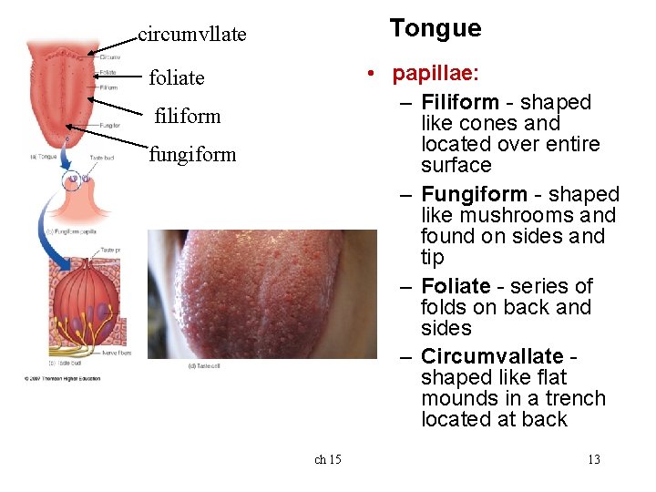Tongue circumvllate • papillae: – Filiform - shaped like cones and located over entire Tongue circumvllate • papillae: – Filiform - shaped like cones and located over entire