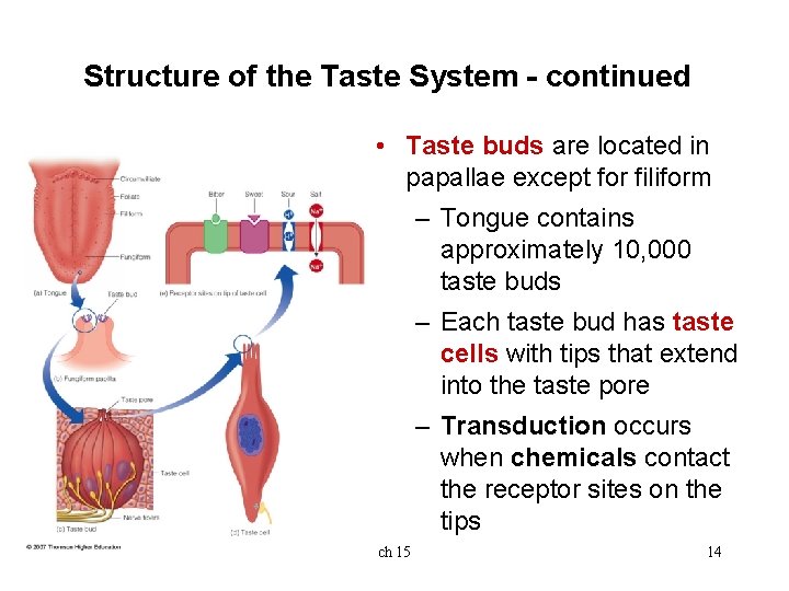 Structure of the Taste System - continued • Taste buds are located in papallae Structure of the Taste System - continued • Taste buds are located in papallae