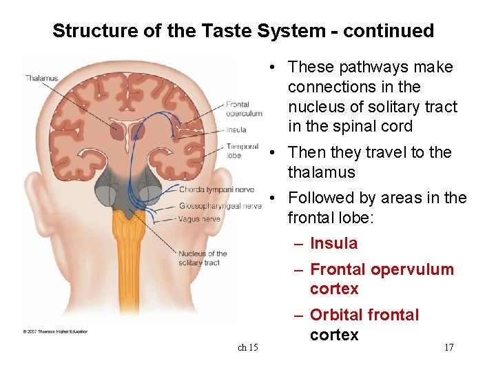 Structure of the Taste System - continued • These pathways make connections in the Structure of the Taste System - continued • These pathways make connections in the