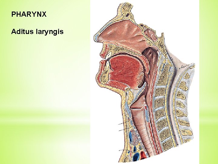 PHARYNX Aditus laryngis 