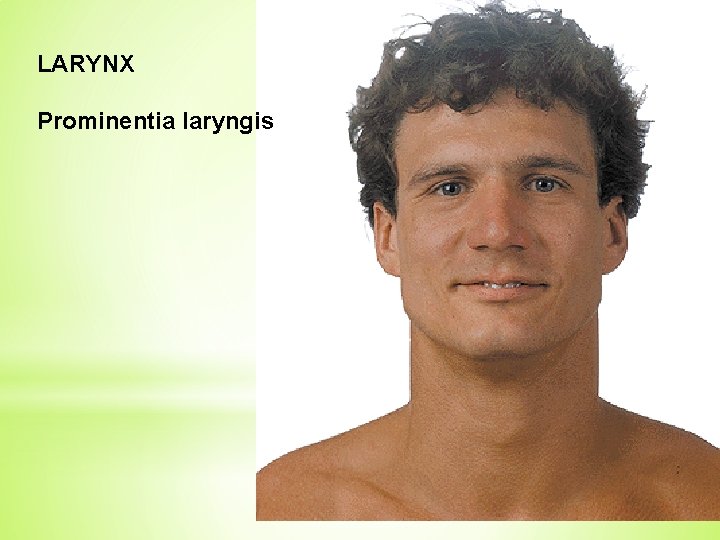 LARYNX Prominentia laryngis 