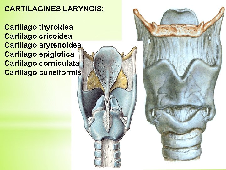 CARTILAGINES LARYNGIS: Cartilago thyroidea Cartilago cricoidea Cartilago arytenoidea Cartilago epiglotica Cartilago corniculata Cartilago cuneiformis