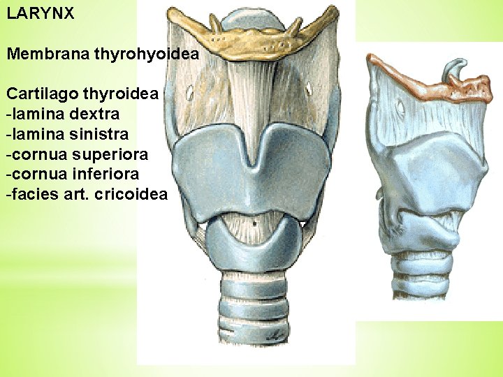 LARYNX Membrana thyrohyoidea Cartilago thyroidea -lamina dextra -lamina sinistra -cornua superiora -cornua inferiora -facies