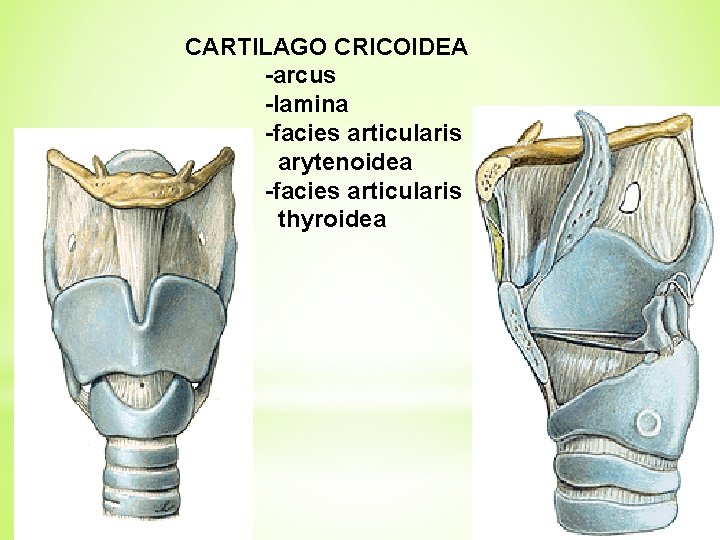 CARTILAGO CRICOIDEA -arcus -lamina -facies articularis arytenoidea -facies articularis thyroidea 