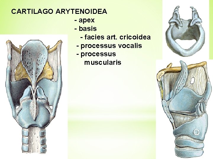 CARTILAGO ARYTENOIDEA - apex - basis - facies art. cricoidea - processus vocalis -