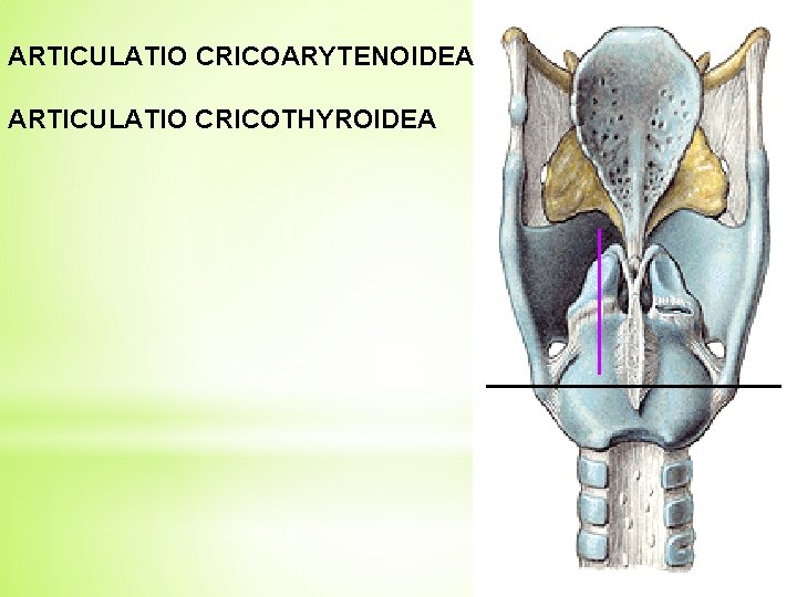 ARTICULATIO CRICOARYTENOIDEA ARTICULATIO CRICOTHYROIDEA 