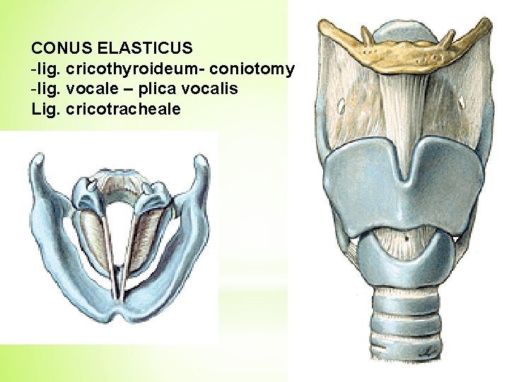CONUS ELASTICUS -lig. cricothyroideum- coniotomy -lig. vocale – plica vocalis Lig. cricotracheale 