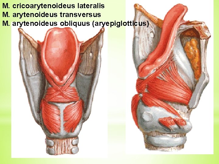 M. cricoarytenoideus lateralis M. arytenoideus transversus M. arytenoideus obliquus (aryepiglotticus) 