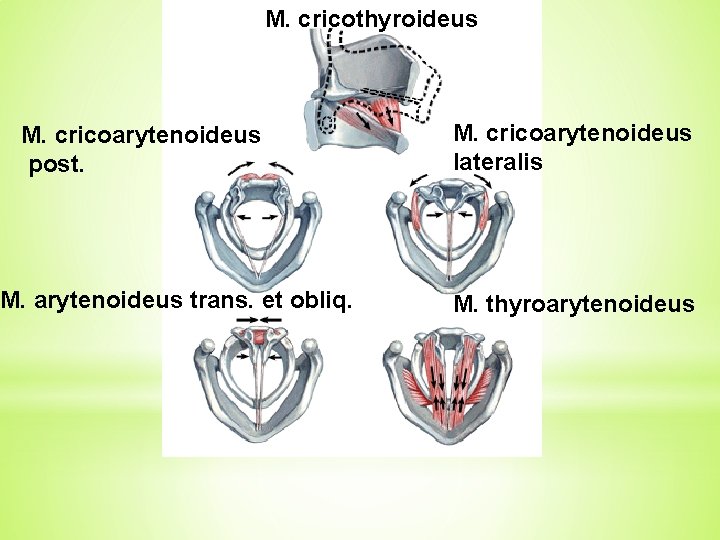 M. cricothyroideus M. cricoarytenoideus post. M. arytenoideus trans. et obliq. M. cricoarytenoideus lateralis M.