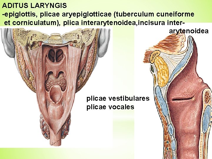 ADITUS LARYNGIS -epiglottis, plicae aryepiglotticae (tuberculum cuneiforme et corniculatum), plica interarytenoidea, incisura interarytenoidea plicae