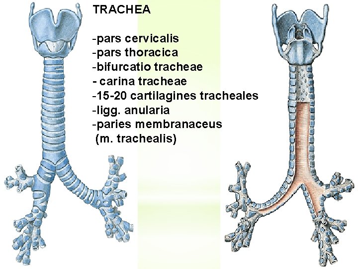 TRACHEA -pars cervicalis -pars thoracica -bifurcatio tracheae - carina tracheae -15 -20 cartilagines tracheales