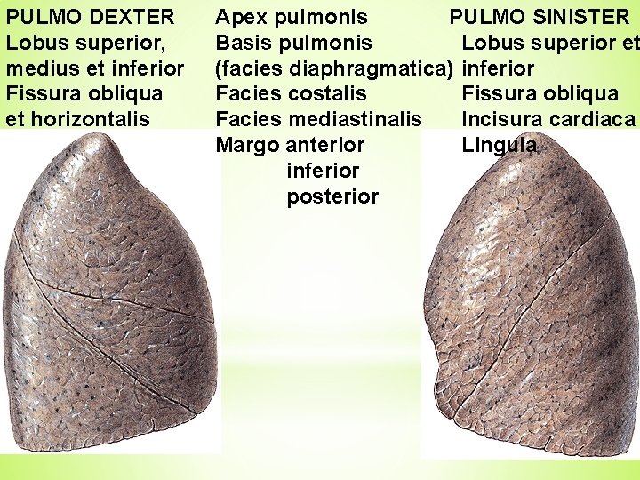 PULMO DEXTER Lobus superior, medius et inferior Fissura obliqua et horizontalis PULMO SINISTER Apex