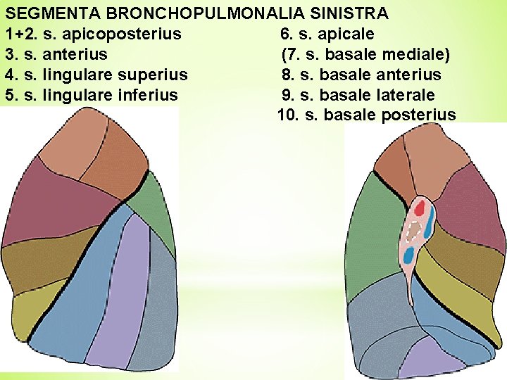 SEGMENTA BRONCHOPULMONALIA SINISTRA 1+2. s. apicoposterius 6. s. apicale 3. s. anterius (7. s.