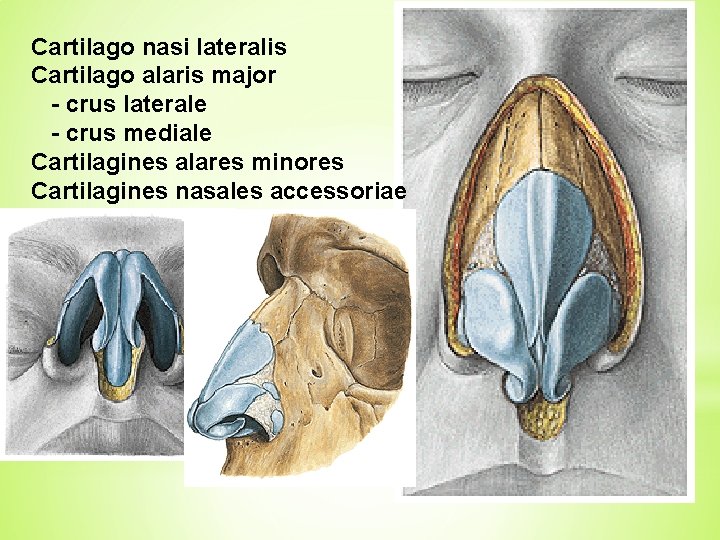 Cartilago nasi lateralis Cartilago alaris major - crus laterale - crus mediale Cartilagines alares