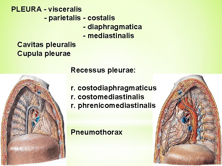 PLEURA - visceralis - parietalis - costalis - diaphragmatica - mediastinalis Cavitas pleuralis Cupula
