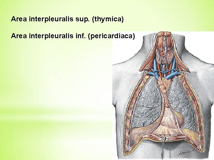 Area interpleuralis sup. (thymica) Area interpleuralis inf. (pericardiaca) 