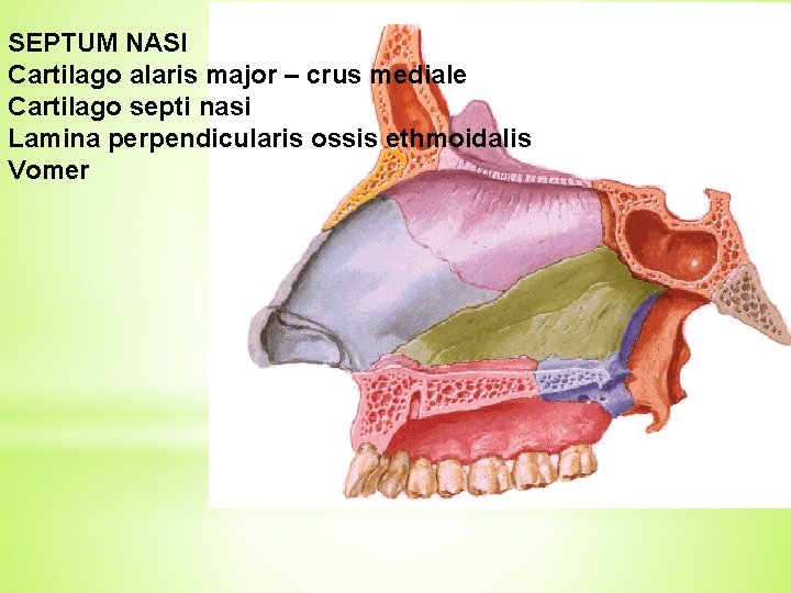 SEPTUM NASI Cartilago alaris major – crus mediale Cartilago septi nasi Lamina perpendicularis ossis