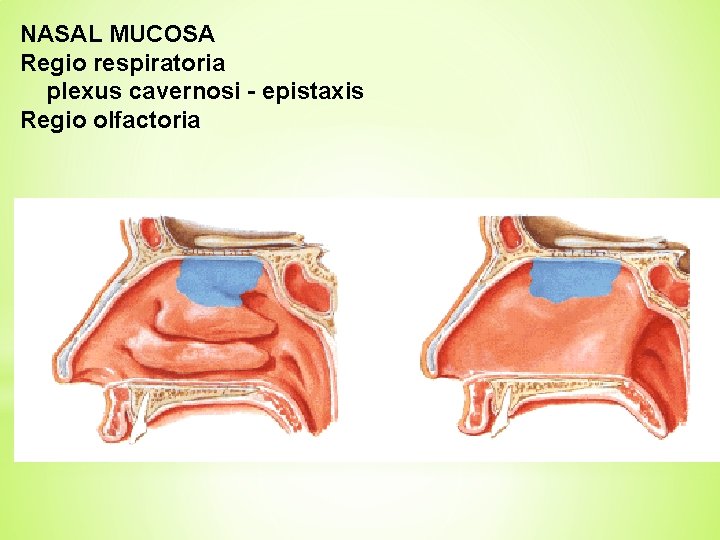 NASAL MUCOSA Regio respiratoria plexus cavernosi - epistaxis Regio olfactoria 