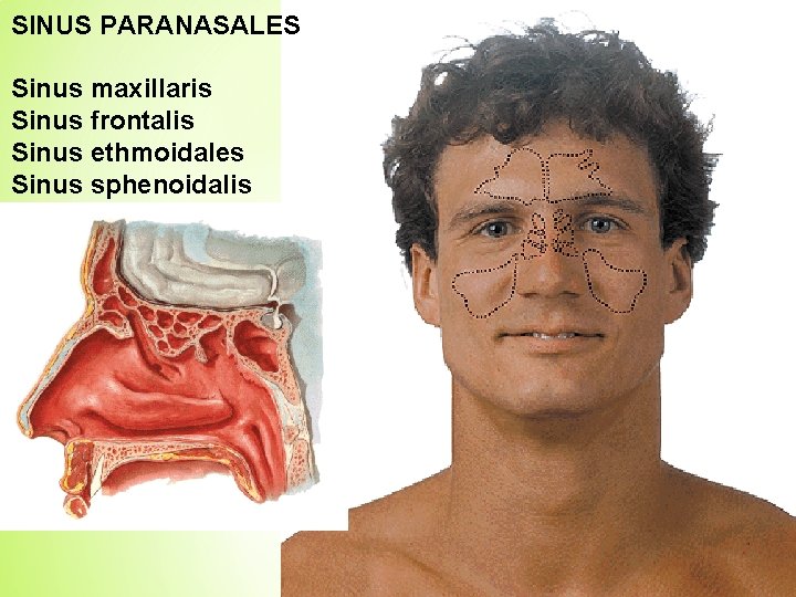 SINUS PARANASALES Sinus maxillaris Sinus frontalis Sinus ethmoidales Sinus sphenoidalis 