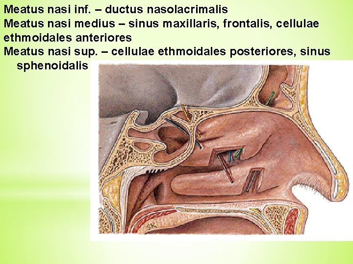 Meatus nasi inf. – ductus nasolacrimalis Meatus nasi medius – sinus maxillaris, frontalis, cellulae