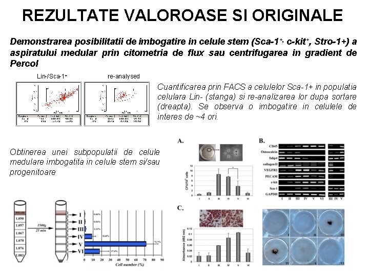 REZULTATE VALOROASE SI ORIGINALE Demonstrarea posibilitatii de imbogatire in celule stem (Sca-1+, c-kit+, Stro-1+)