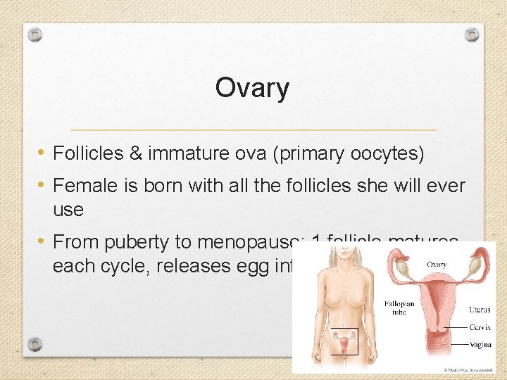 Ovary • Follicles & immature ova (primary oocytes) • Female is born with all