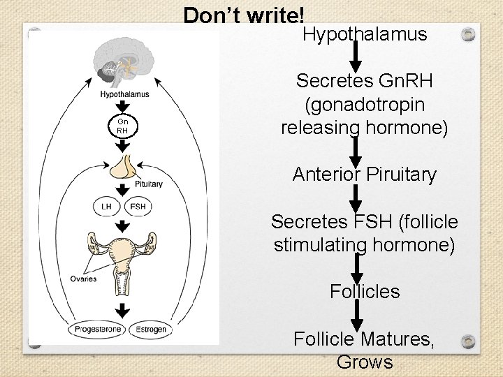 Don’t write! Hypothalamus Gn RH Secretes Gn. RH (gonadotropin releasing hormone) Anterior Piruitary Secretes