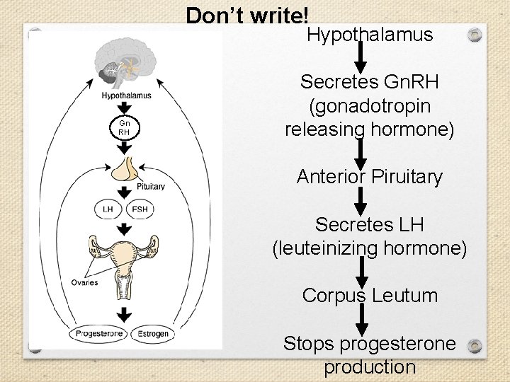 Don’t write! Hypothalamus Gn RH Secretes Gn. RH (gonadotropin releasing hormone) Anterior Piruitary Secretes