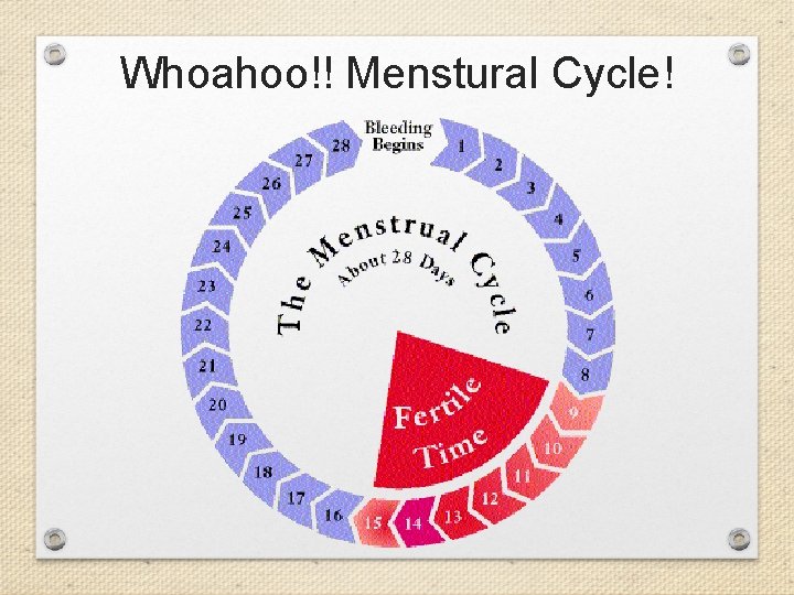 Whoahoo!! Menstural Cycle! 