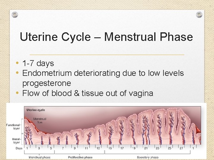 Uterine Cycle – Menstrual Phase • 1 -7 days • Endometrium deteriorating due to