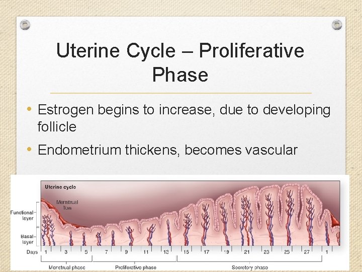 Uterine Cycle – Proliferative Phase • Estrogen begins to increase, due to developing follicle