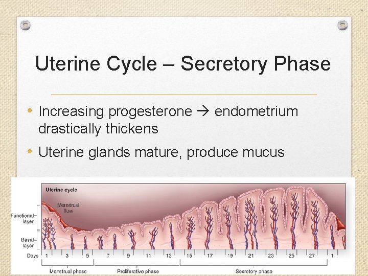 Uterine Cycle – Secretory Phase • Increasing progesterone endometrium drastically thickens • Uterine glands