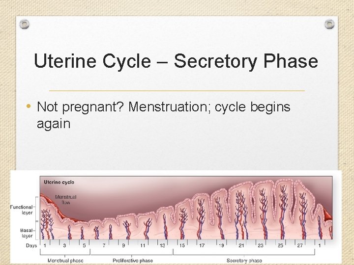 Uterine Cycle – Secretory Phase • Not pregnant? Menstruation; cycle begins again 