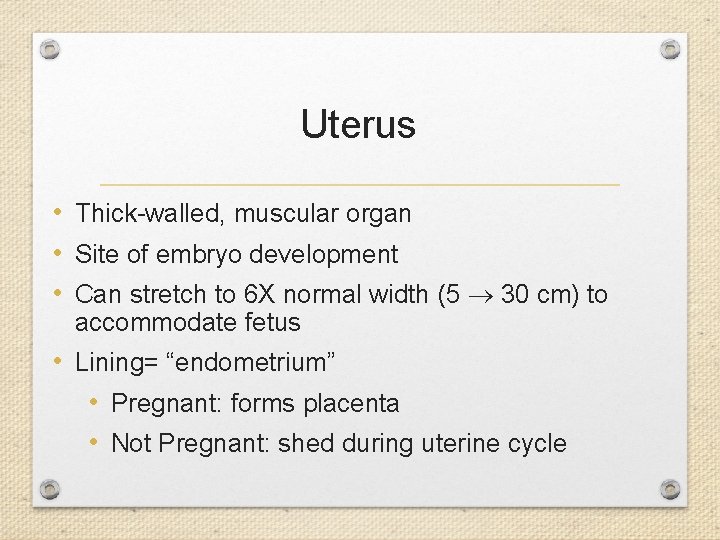Uterus • Thick-walled, muscular organ • Site of embryo development • Can stretch to