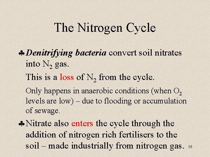 The Nitrogen Cycle § Denitrifying bacteria convert soil nitrates into N 2 gas. This