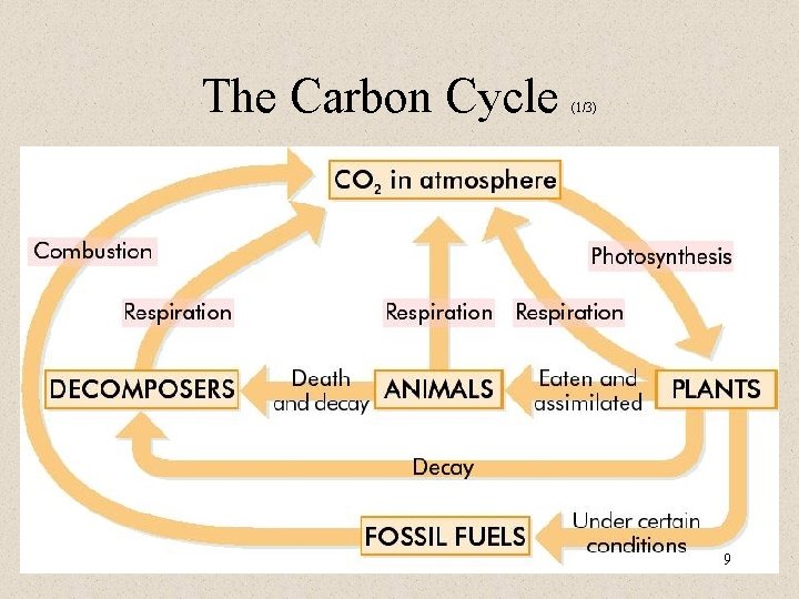 The Carbon Cycle (1/3) 9 