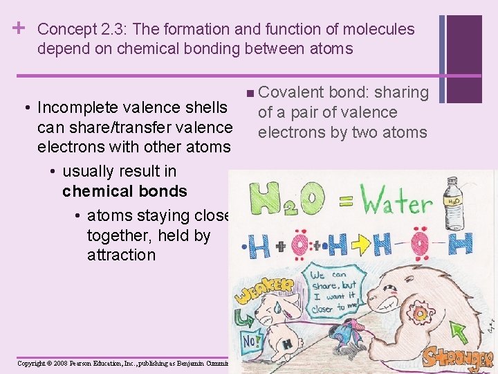 + Concept 2. 3: The formation and function of molecules depend on chemical bonding