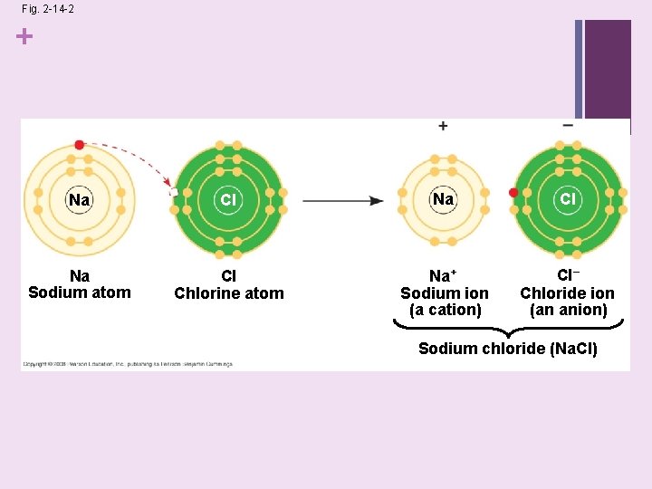 Fig. 2 -14 -2 + Na Cl Na Sodium atom Cl Chlorine atom Na+