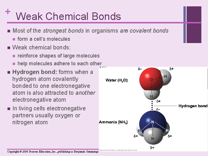 + Weak Chemical Bonds n Most of the strongest bonds in organisms are covalent