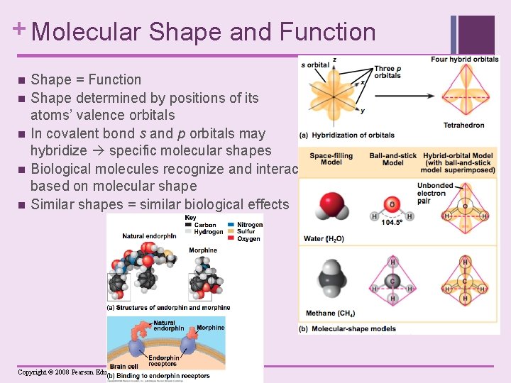 + Molecular Shape and Function n n Shape = Function Shape determined by positions