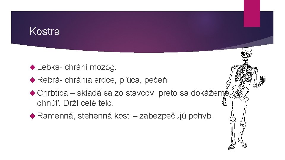Kostra Lebka- chráni mozog. Rebrá- chránia srdce, pľúca, pečeň. Chrbtica – skladá sa zo Kostra Lebka- chráni mozog. Rebrá- chránia srdce, pľúca, pečeň. Chrbtica – skladá sa zo