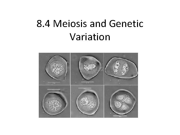 8. 4 Meiosis and Genetic Variation 