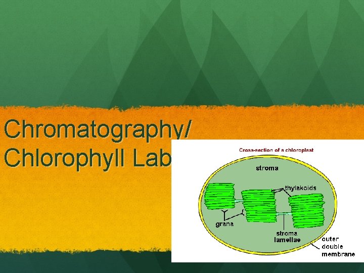 Chromatography/ Chlorophyll Lab 